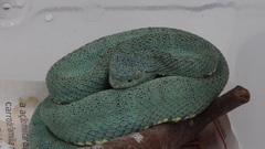 Bothrops bilineatus smaragdinus