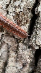 Pseudopolydesmus erasus