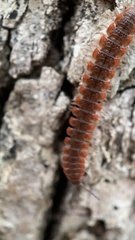 Pseudopolydesmus erasus