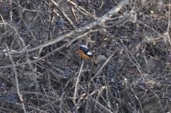 Phoenicurus auroreus