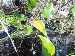 Smilax bona-nox image