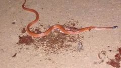 Oxyrhopus melanogenys