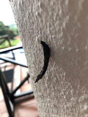 Atractocerus brasiliensis