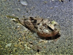 Maxillicosta scabriceps