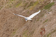 Ardea alba