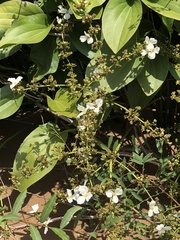 Echinodorus macrophyllus