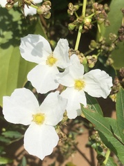 Echinodorus macrophyllus