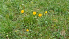 Trollius altaicus