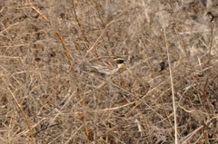 Emberiza elegans