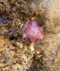 Meridiastra medius