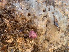 Meridiastra medius