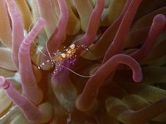 Periclimenes yucatanicus