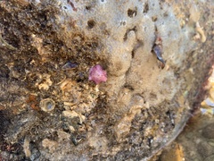 Meridiastra medius