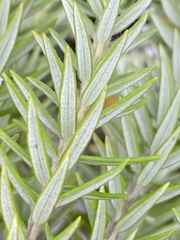 Phylica pinea