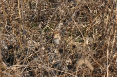Emberiza elegans