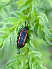 Microrhopala rubrolineata