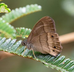 Moneuptychia vitellina