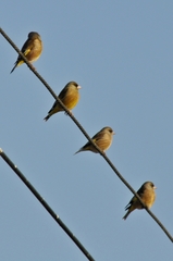 Chloris sinica