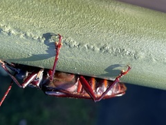 Stenodontes exsertus