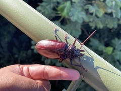 Stenodontes exsertus