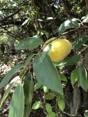 Eugenia pyriformis