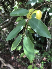 Eugenia pyriformis