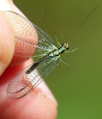 Chrysopa dorsalis