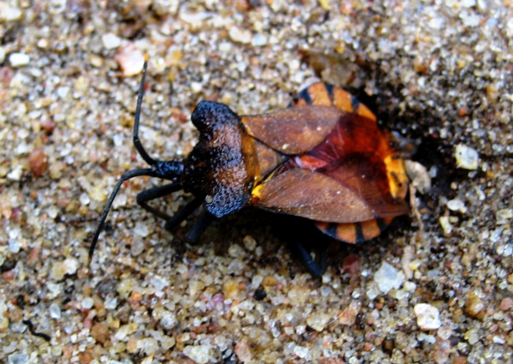 Daladeropsis