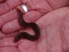 Pholis gunnellus