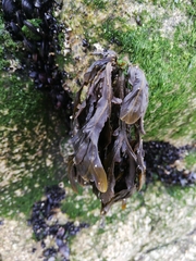 Fucus ceranoides