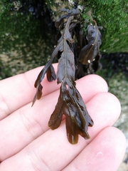 Fucus ceranoides