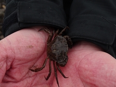 Carcinus maenas