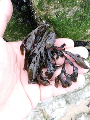 Fucus ceranoides