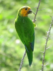 Eupsittula pertinax pertinax