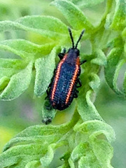 Microrhopala rubrolineata