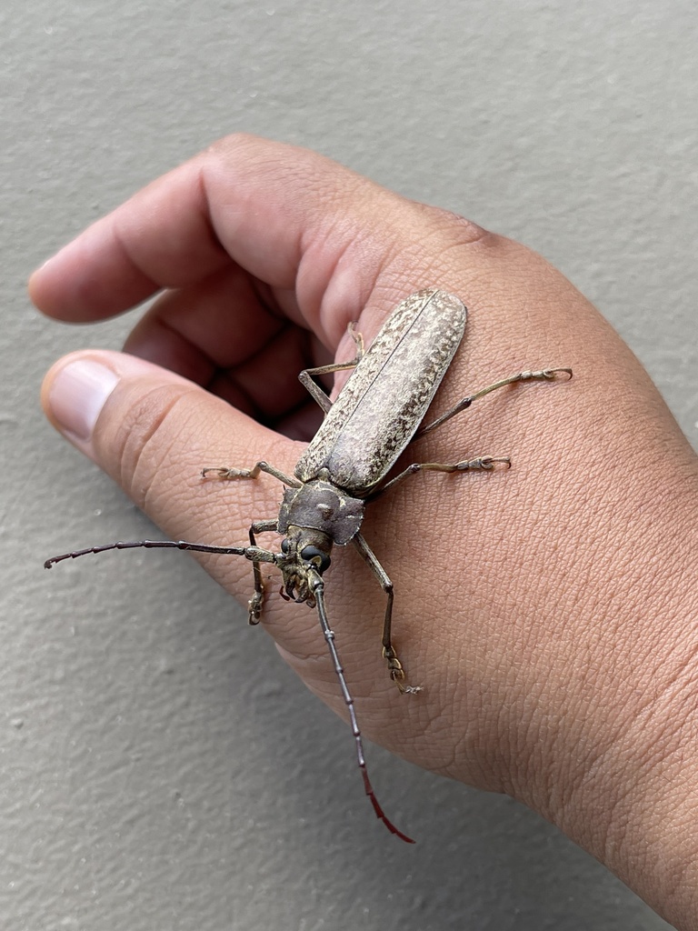 Callipogon sericeum