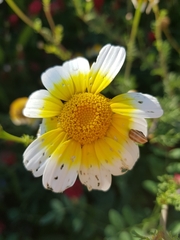 Glebionis coronaria