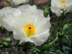 Argemone albiflora texana