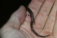 Calyptotis scutirostrum