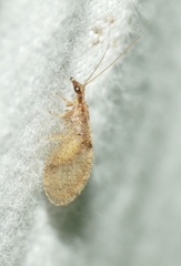 Hemerobius humulinus