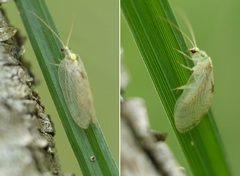 Hemerobius marginatus
