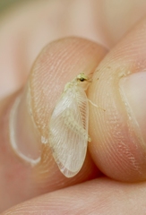 Hemerobius marginatus