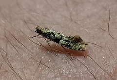 Crypsitricha mesotypa