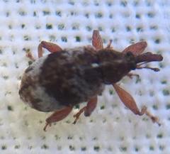 Anthonomus pedicularius