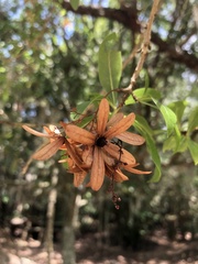 Cordia americana