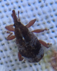 Anthonomus pedicularius