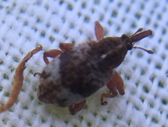 Anthonomus pedicularius