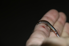 Calyptotis scutirostrum