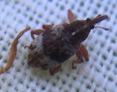 Anthonomus pedicularius