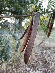 Leucaena leucocephala